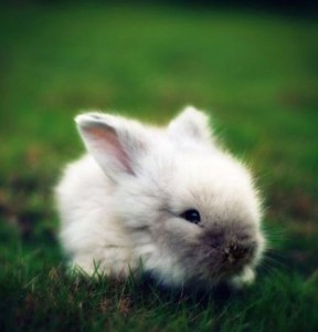 tiny_baby_bunny-600x626